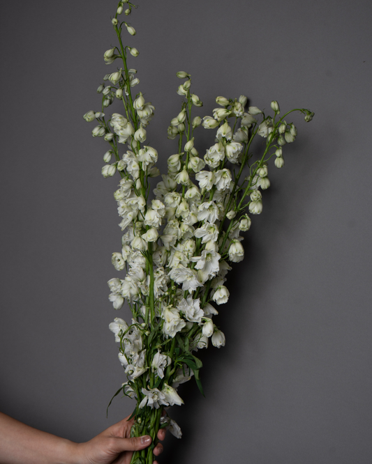 Delphinium Guardian White \ Candle Larkspur - tanella flowers 