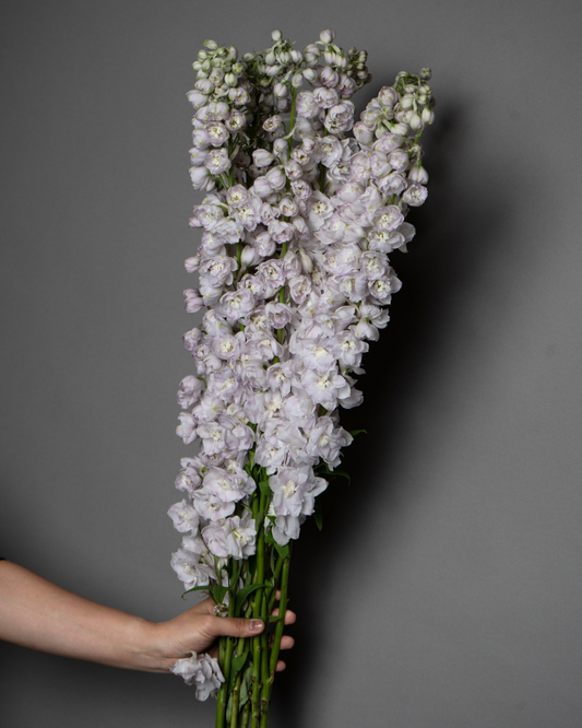 Delphinium Lavender - tanella flowers 