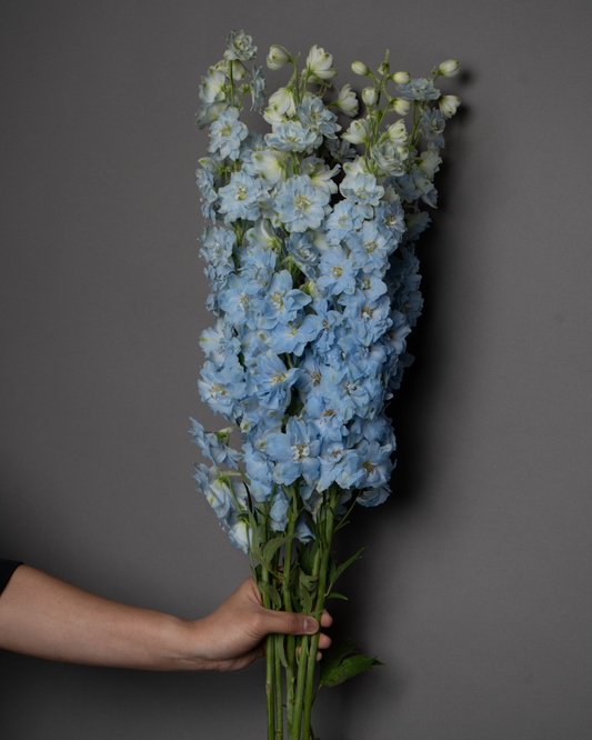 Delphinium Dewi Boy Light Blue - tanella flowers 