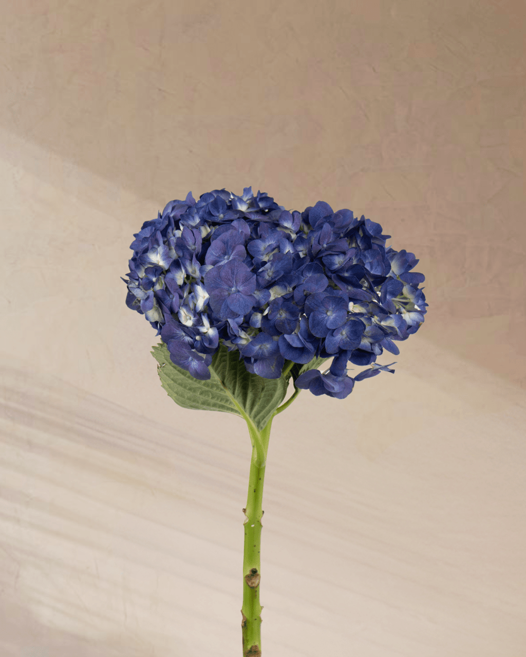 Serenity - tanella flowers 