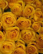 Sweet Mango - tanella flowers 