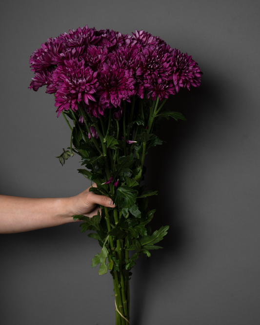 Chrysanthemum Spray Lamira - tanella flowers 