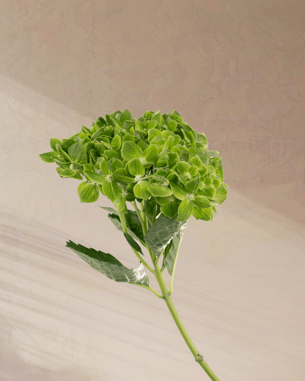 Serenity - tanella flowers 