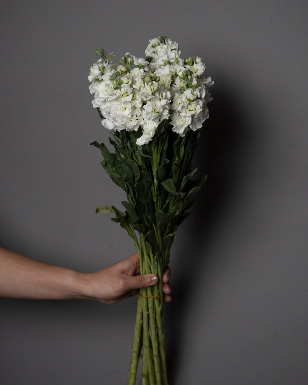 Matthiola Iron White - tanella flowers 