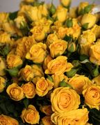 Soleil - tanella flowers 