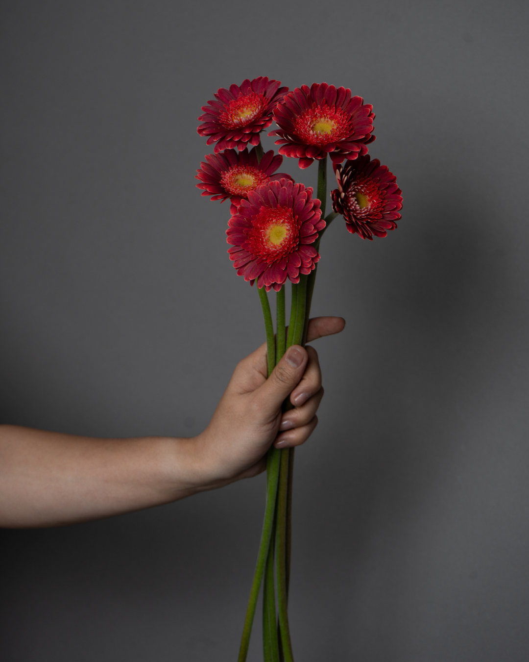 Germini Wonder - tanella flowers 