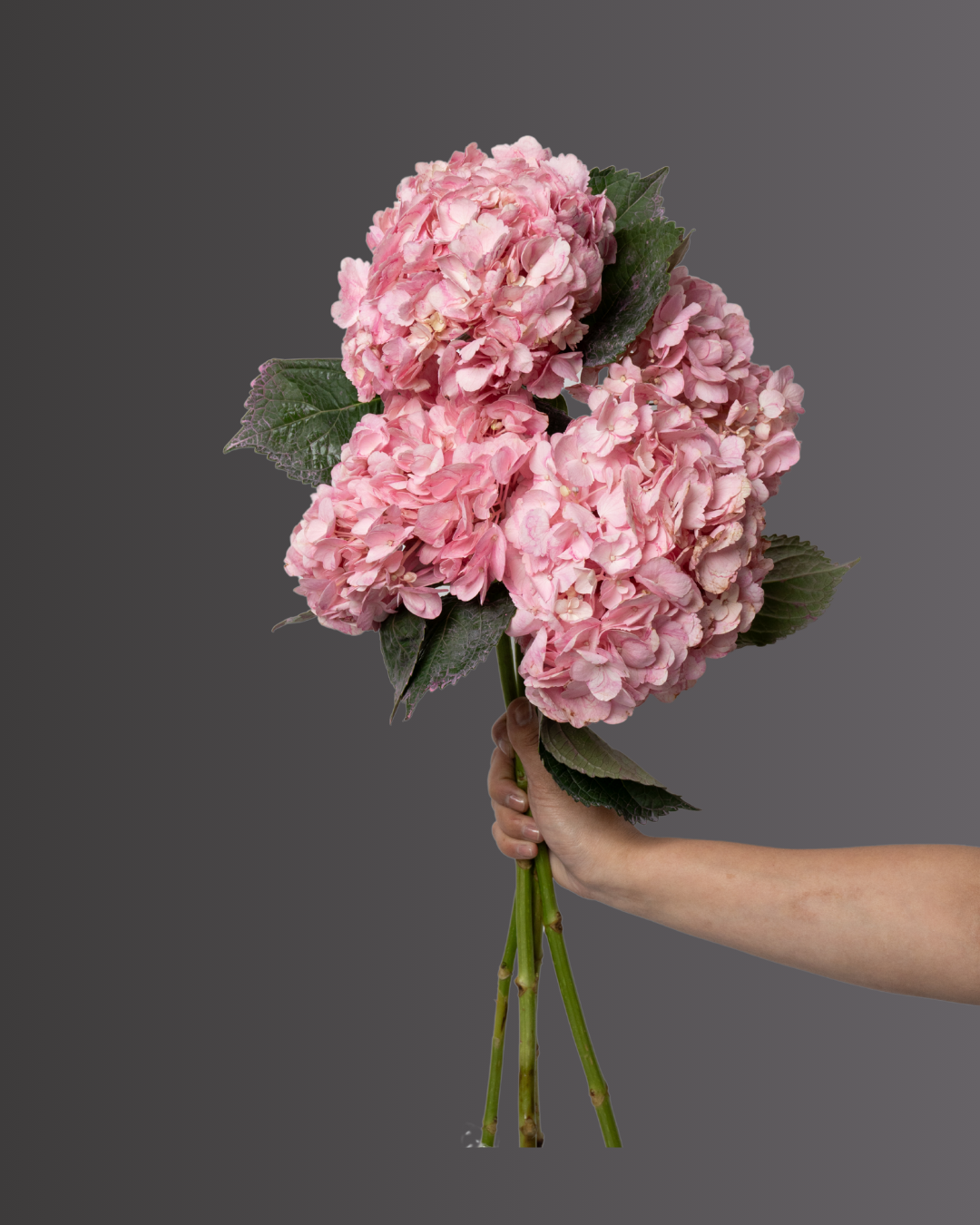 Hydrangea Amazing Force Light Pink - tanella flowers 