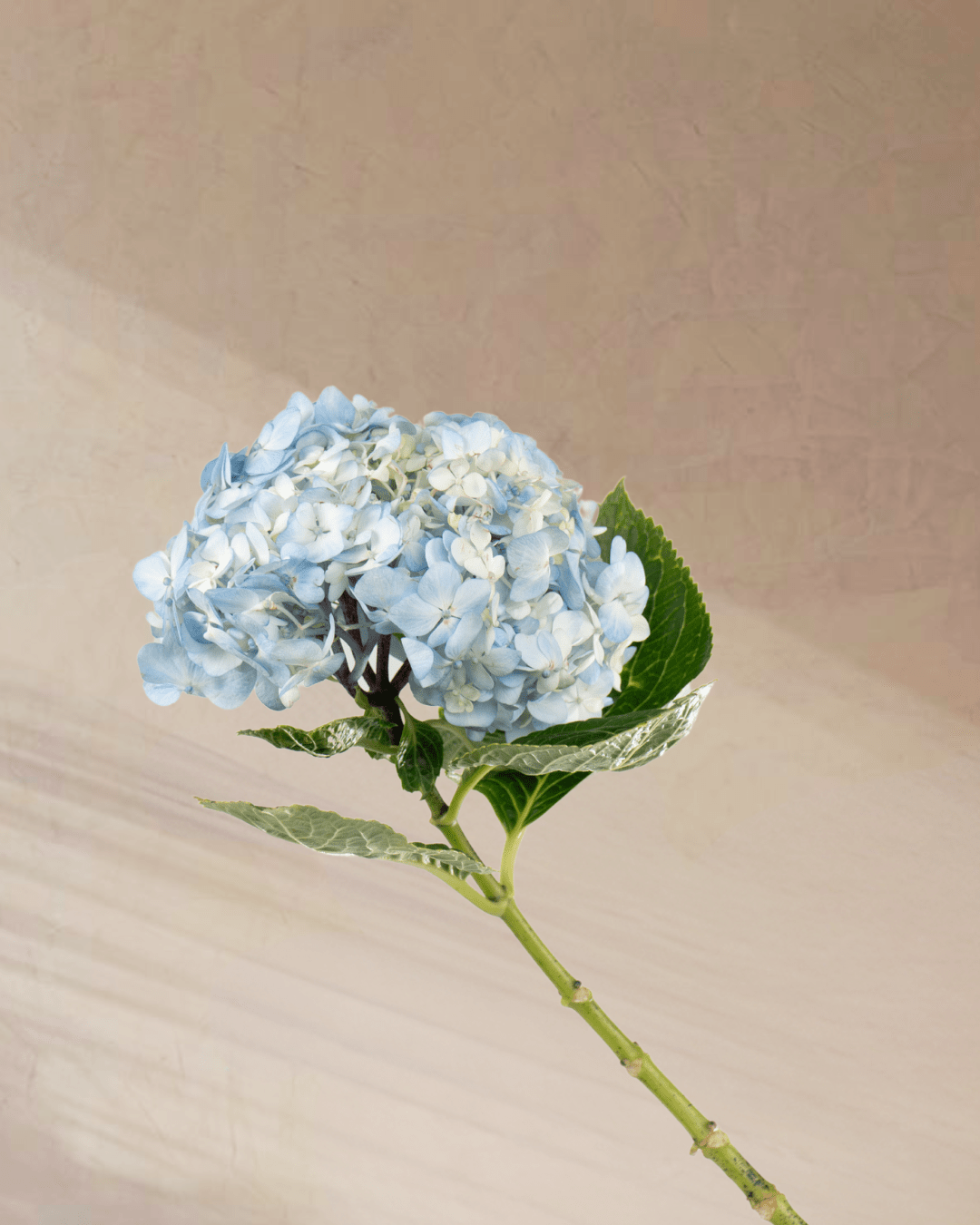 Serenity - tanella flowers 