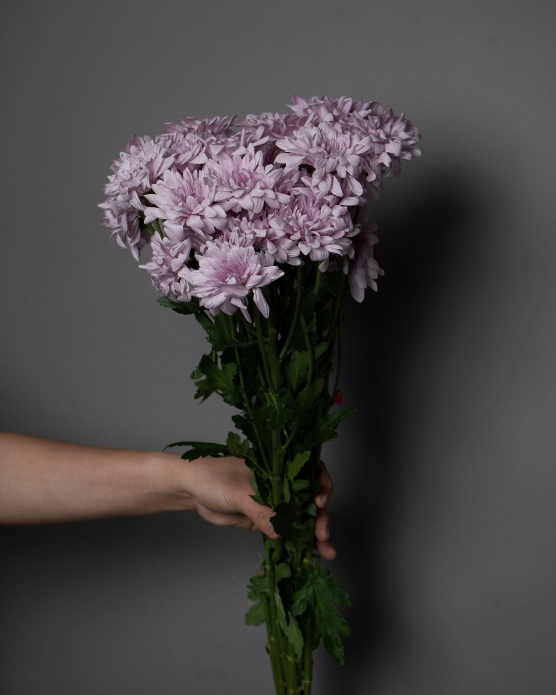 Chrysanthemum Spray Karma Pink - tanella flowers 
