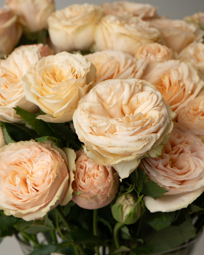 Crème Brûlée - tanella flowers 