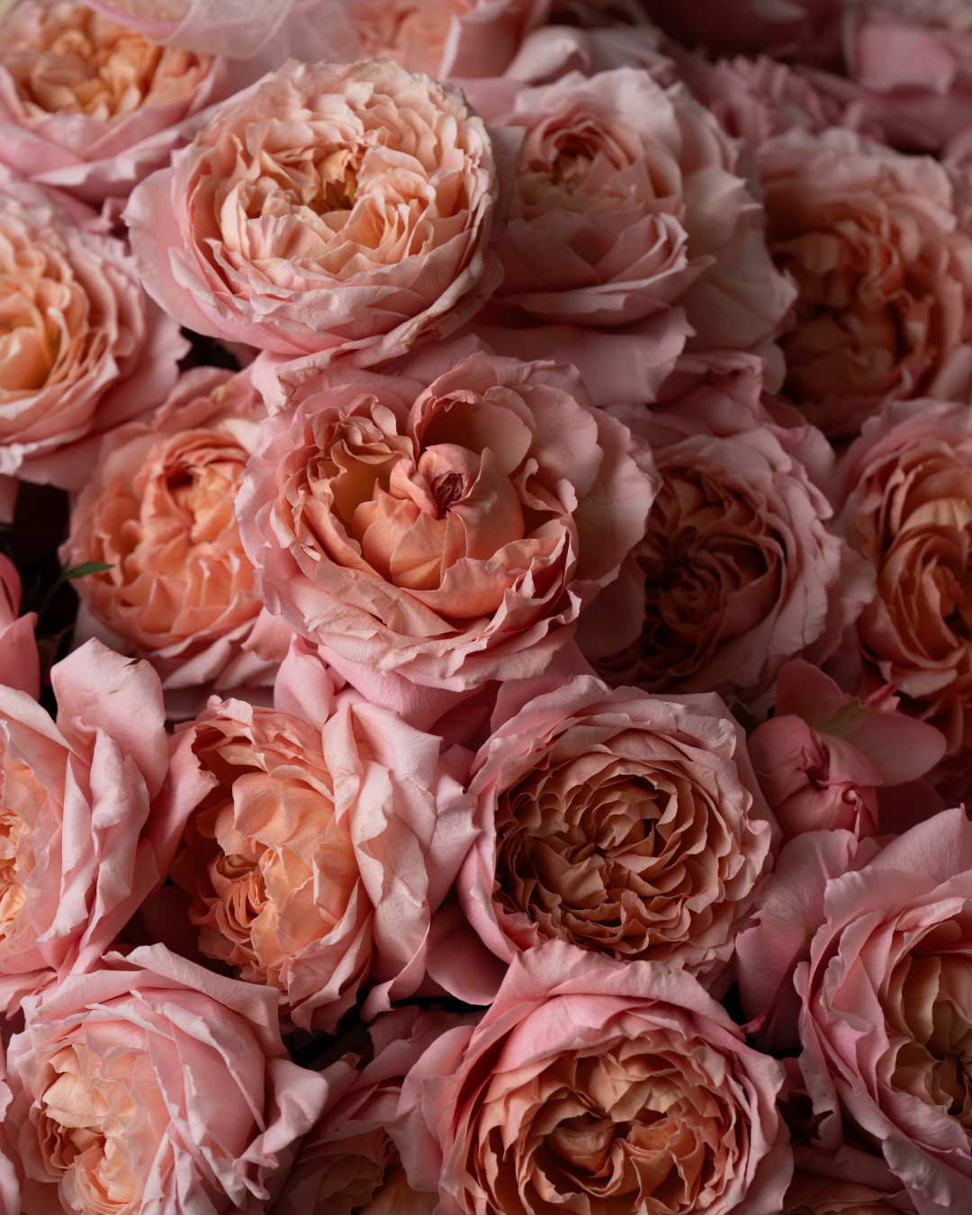 Vintage Rosé - tanella flowers 