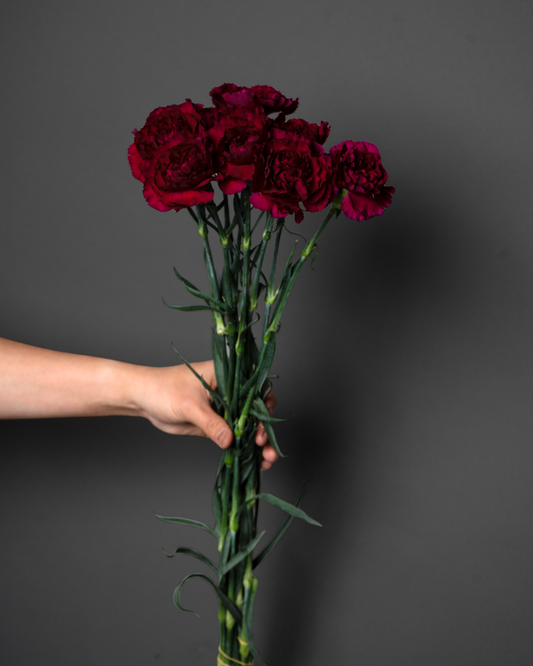 Carnation Dark Purple Kn - tanella flowers 