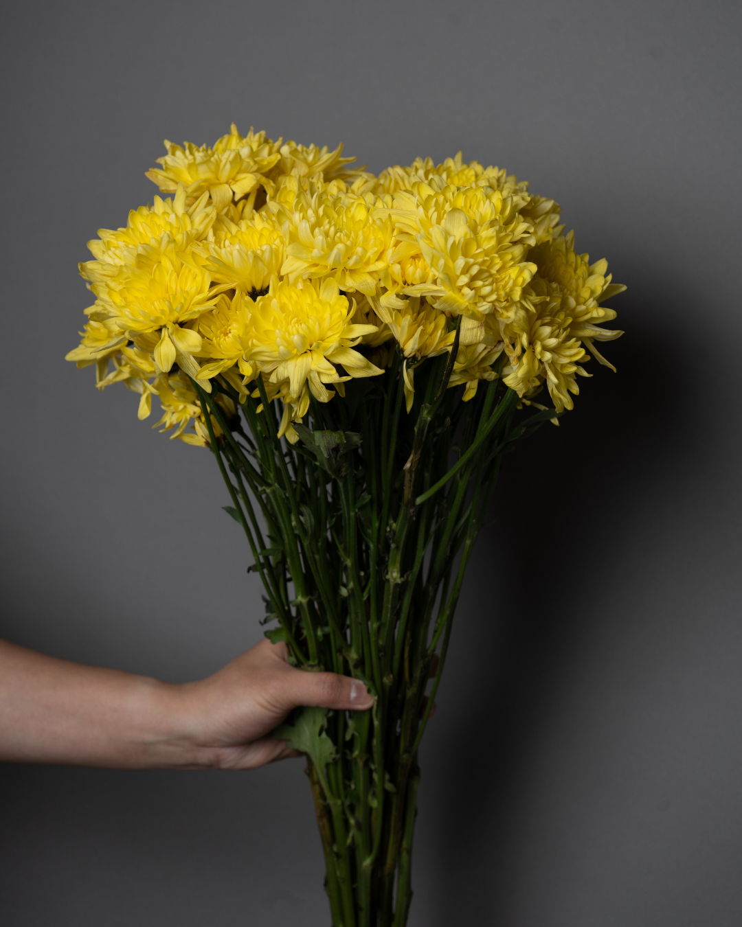 Chrysanthemum Spray Pinacolada - tanella flowers 