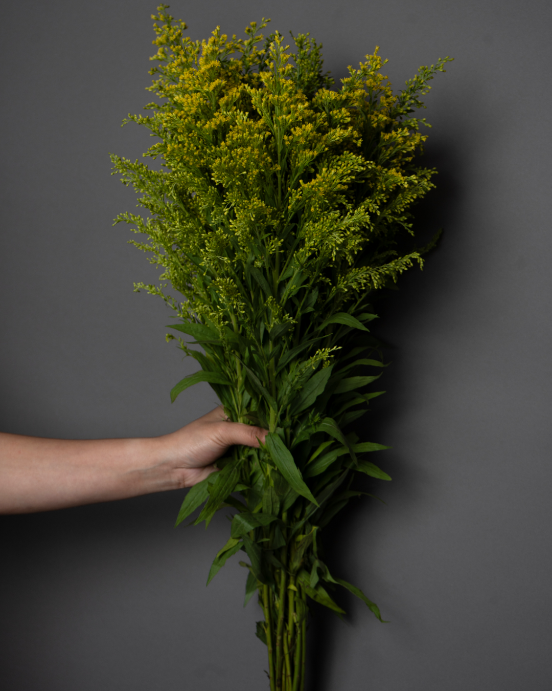 Solidago Golden - tanella flowers 