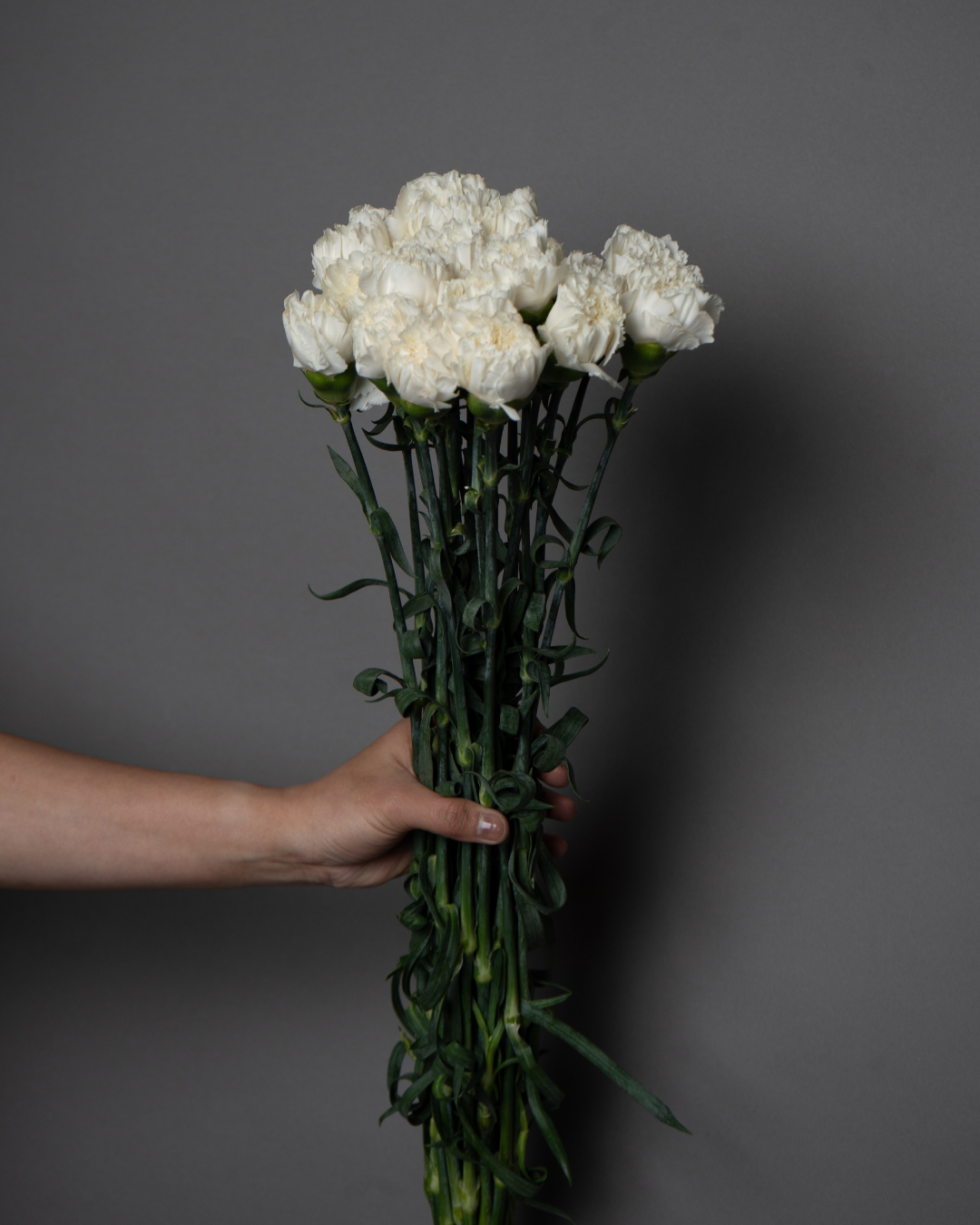 Carnation Kulimarjaro White - tanella flowers 