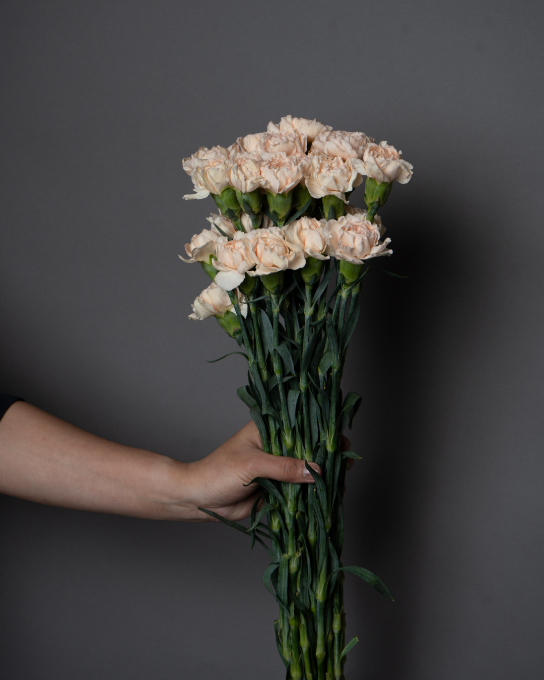 Carnation Peach Kn - tanella flowers 