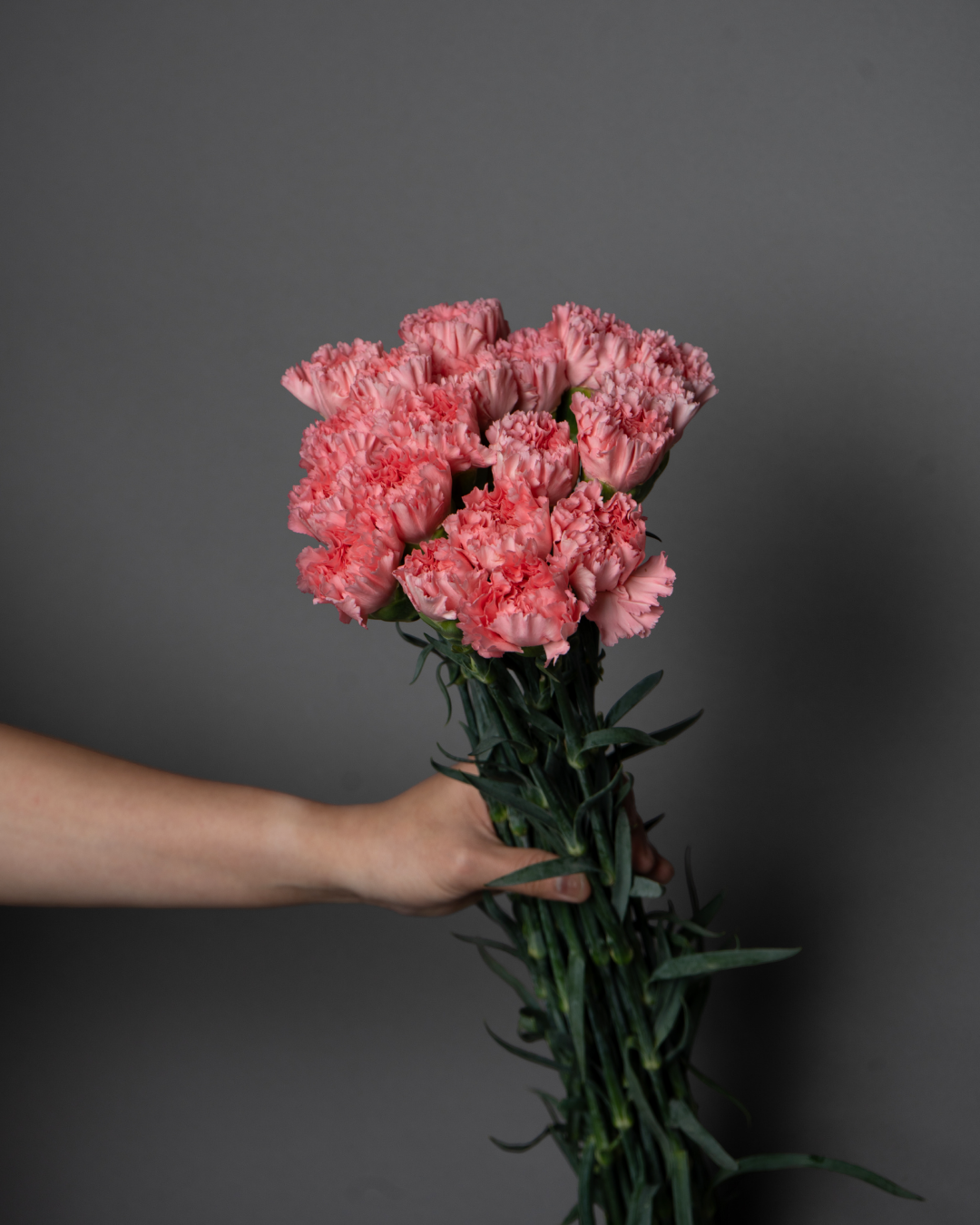 Carnation Light Pink Kn - tanella flowers 