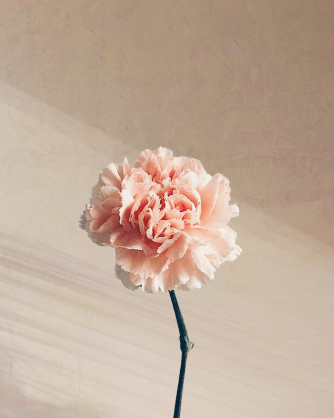 Cotton Candy - tanella flowers 