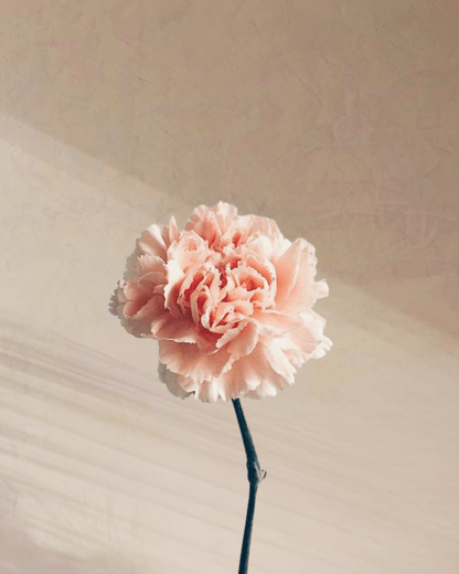 Cotton Candy - tanella flowers 