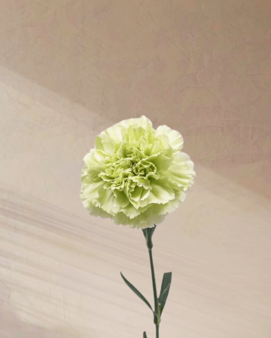 Cotton Candy - tanella flowers 