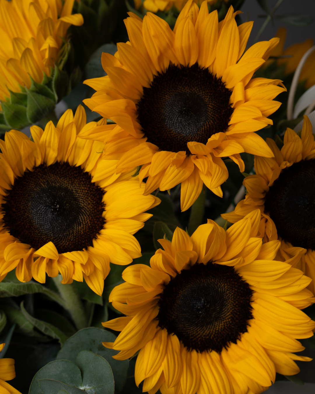 Sunflower Crumble - tanella flowers 