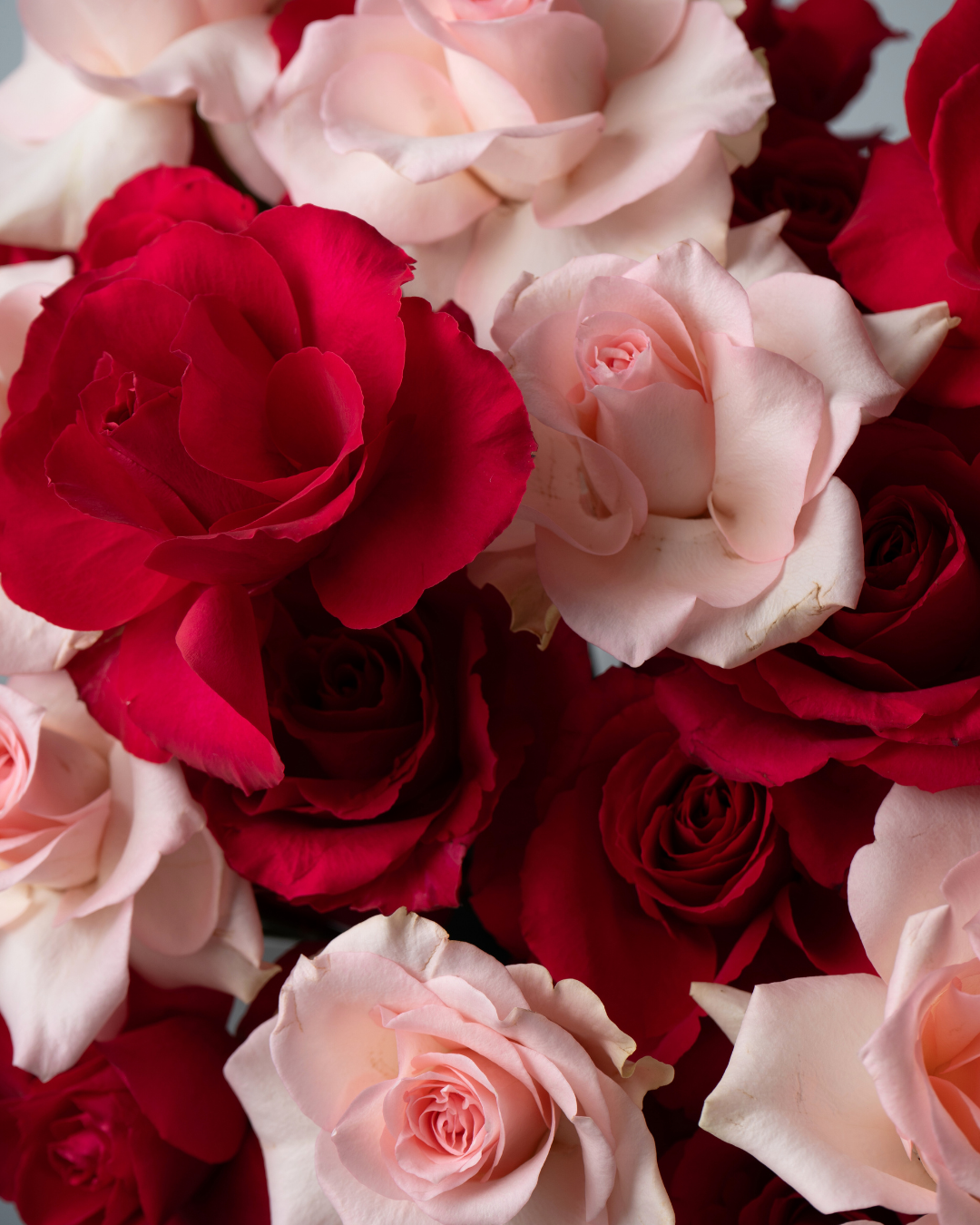 Scarlet Blush - tanella flowers 