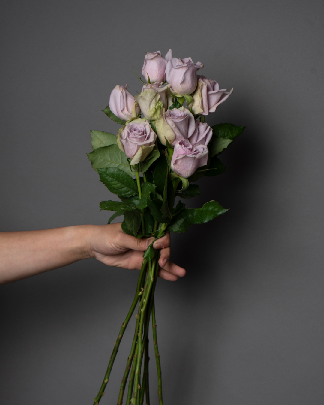 Rose Light Purple - tanella flowers 