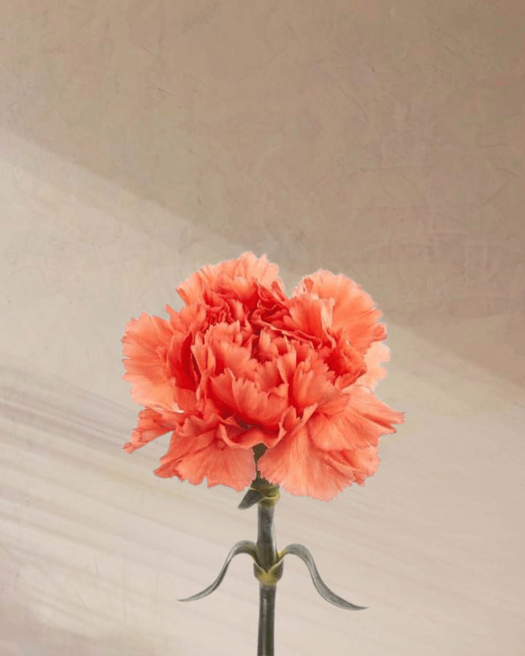 Cotton Candy - tanella flowers 