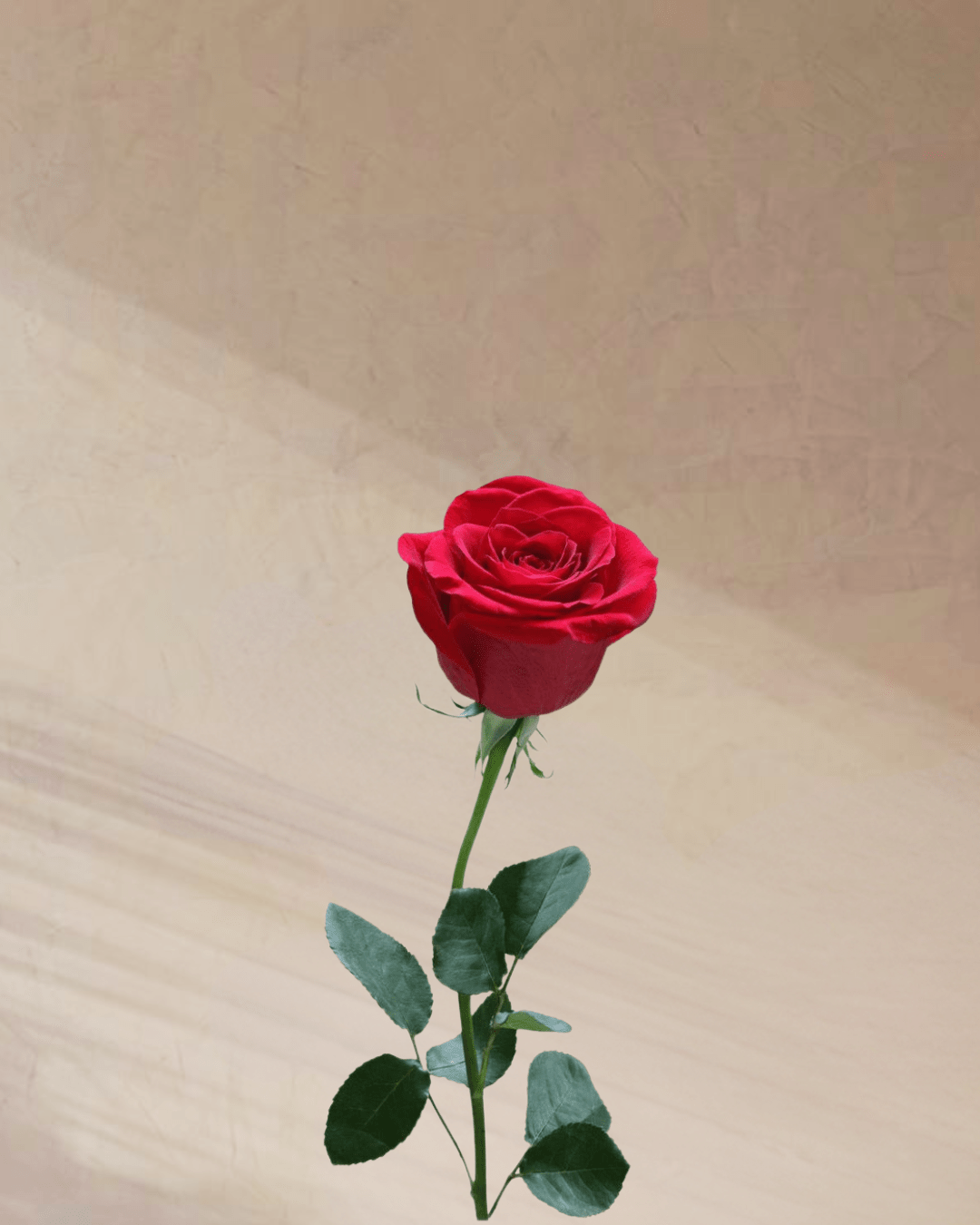 Solo Grace - tanella flowers 