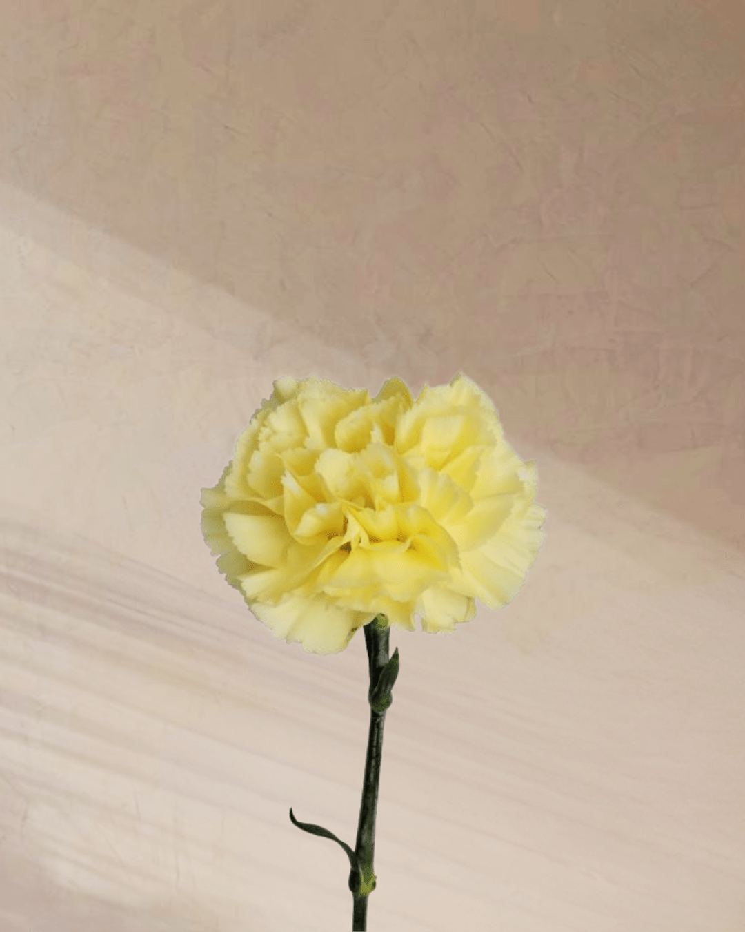 Cotton Candy - tanella flowers 