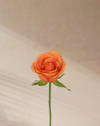 Petite Rouge - tanella flowers 