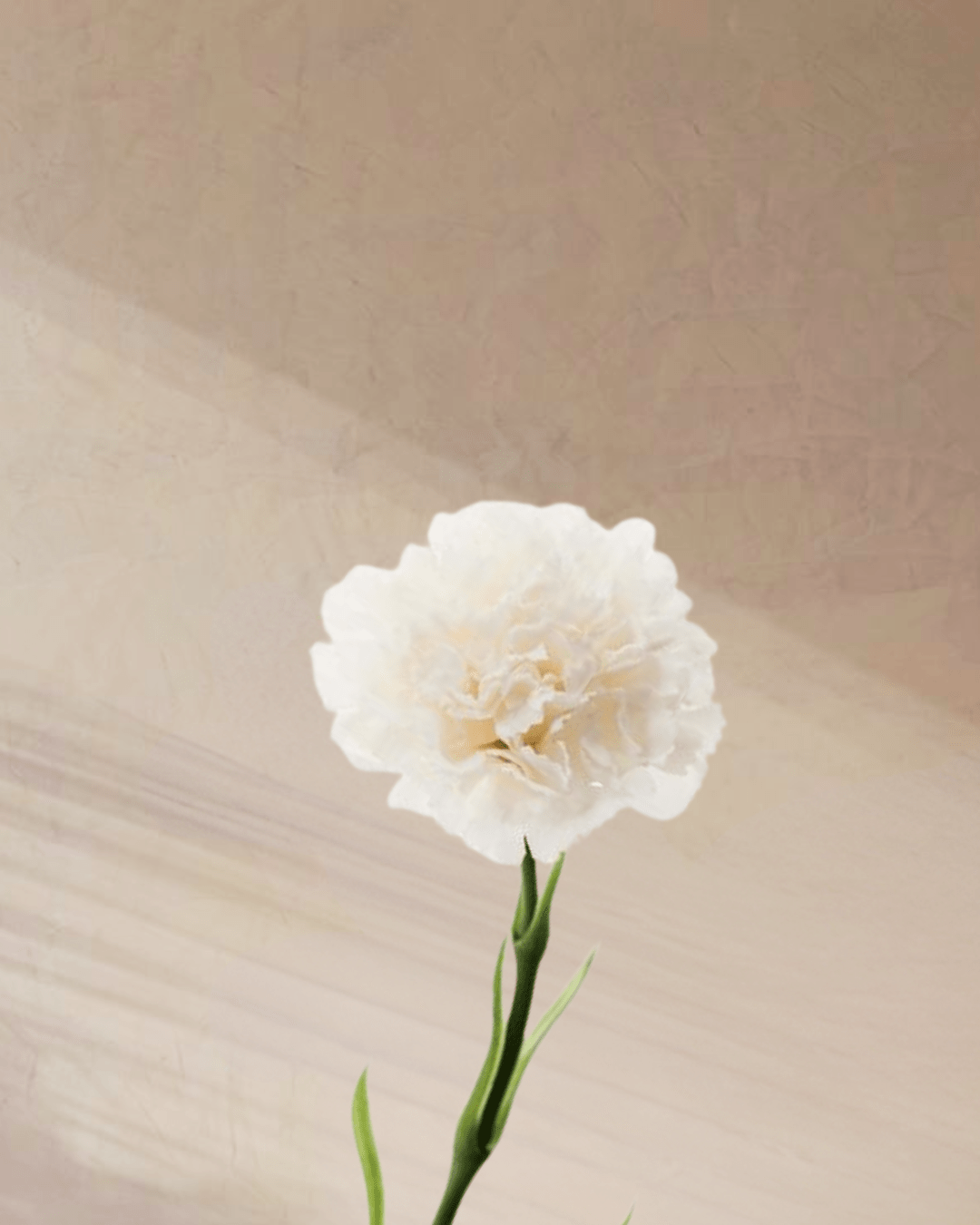 Cotton Candy - tanella flowers 