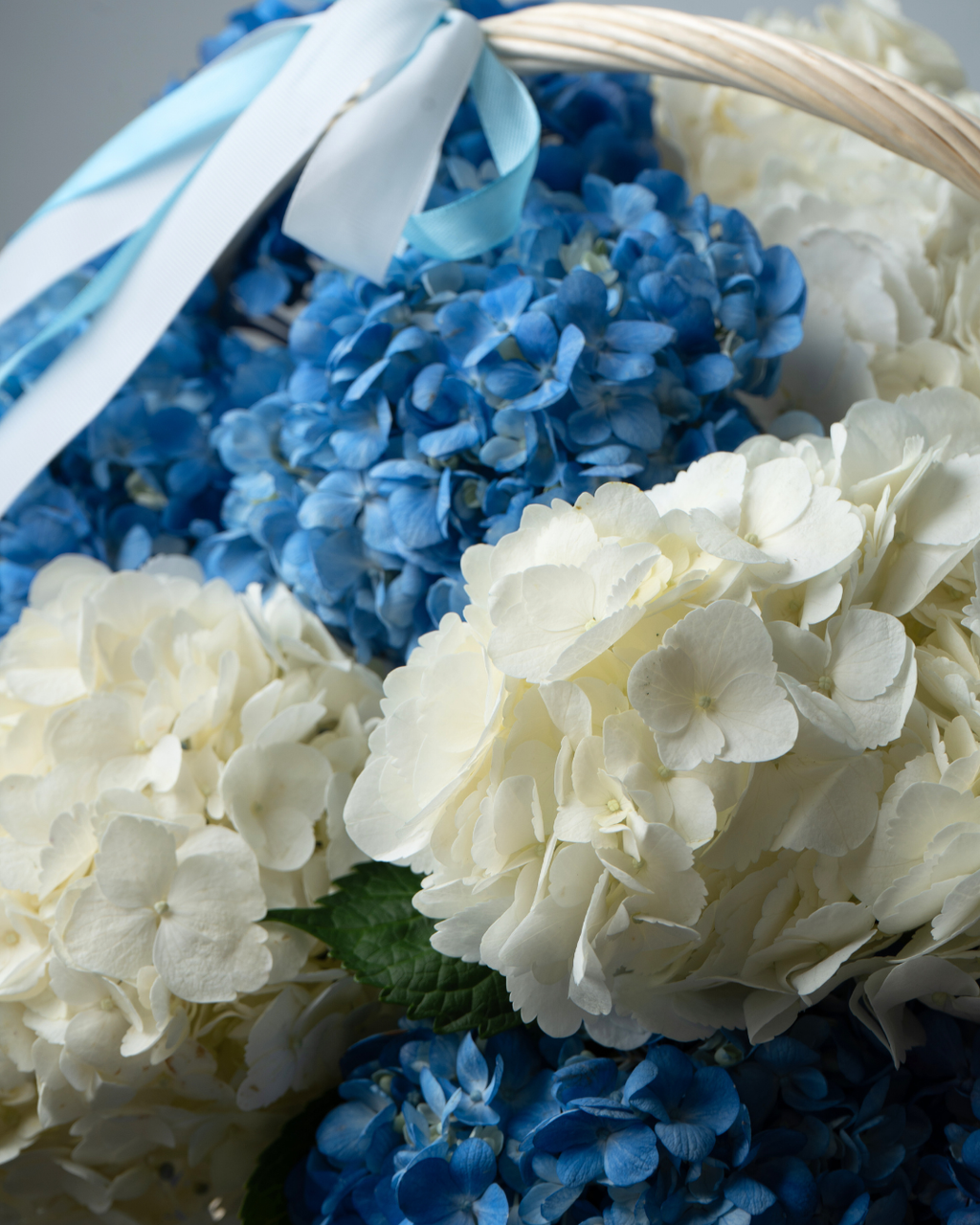 Blue Mist - tanella flowers 