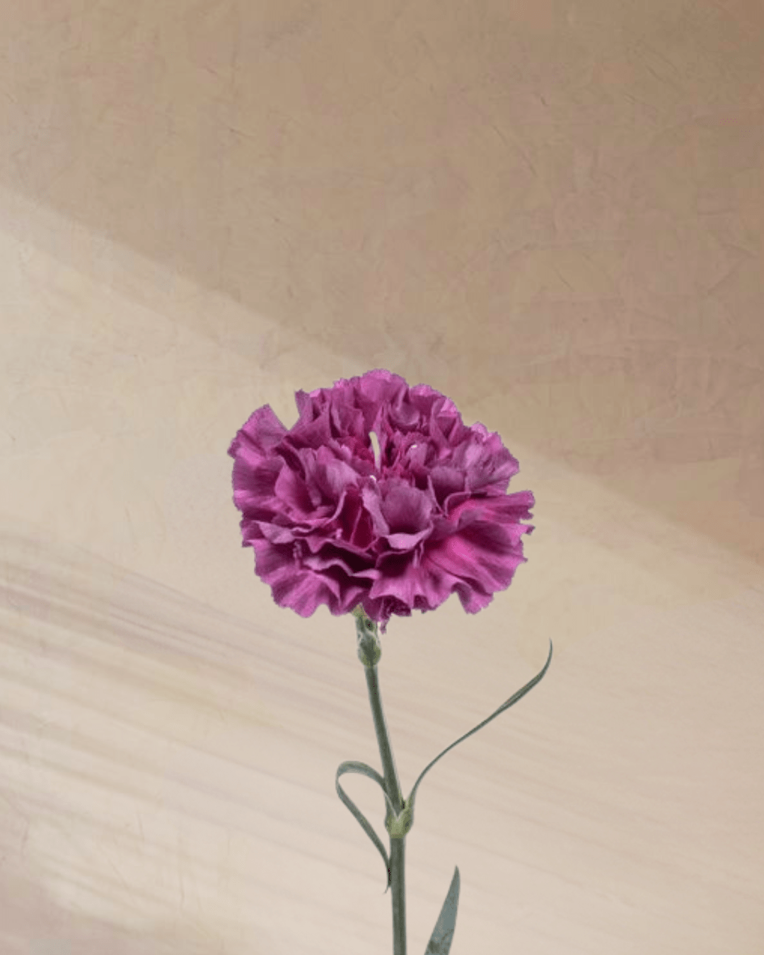Cotton Candy - tanella flowers 