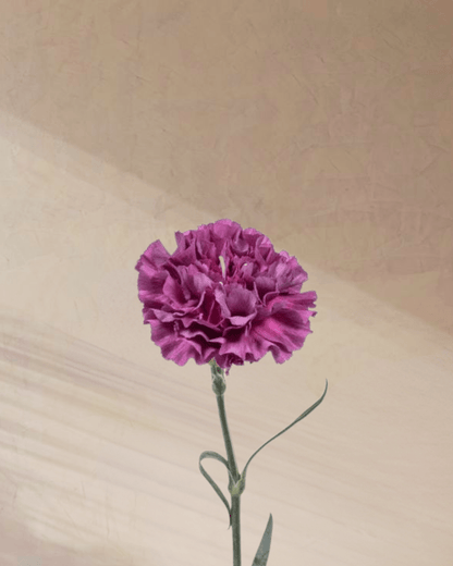 Cotton Candy - tanella flowers 