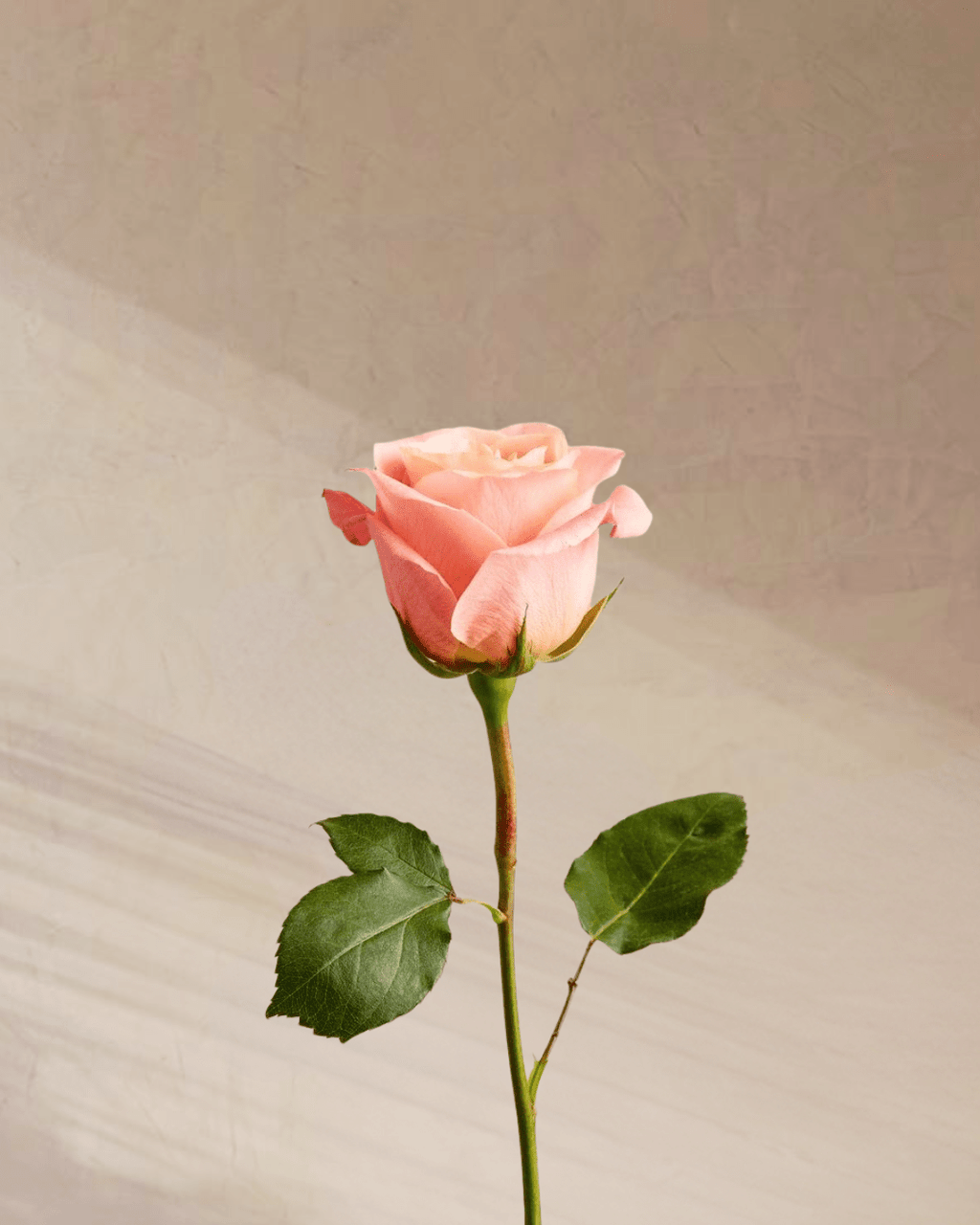 Petite Rouge - tanella flowers 