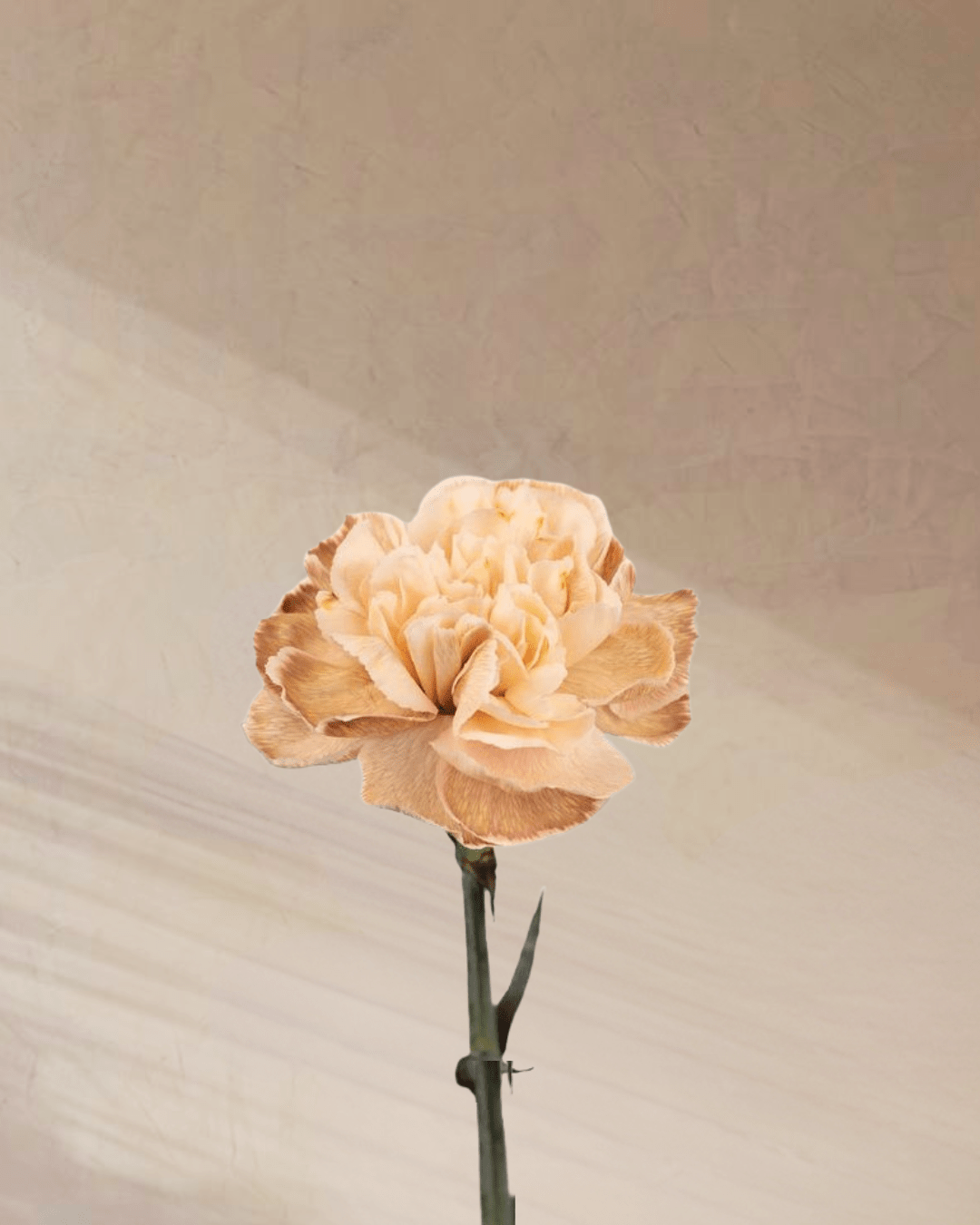 Cotton Candy - tanella flowers 