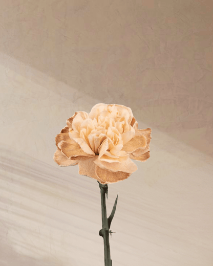 Cotton Candy - tanella flowers 