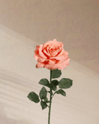 Petite Rouge - tanella flowers 