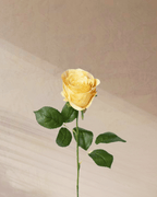 Petite Rouge - tanella flowers 