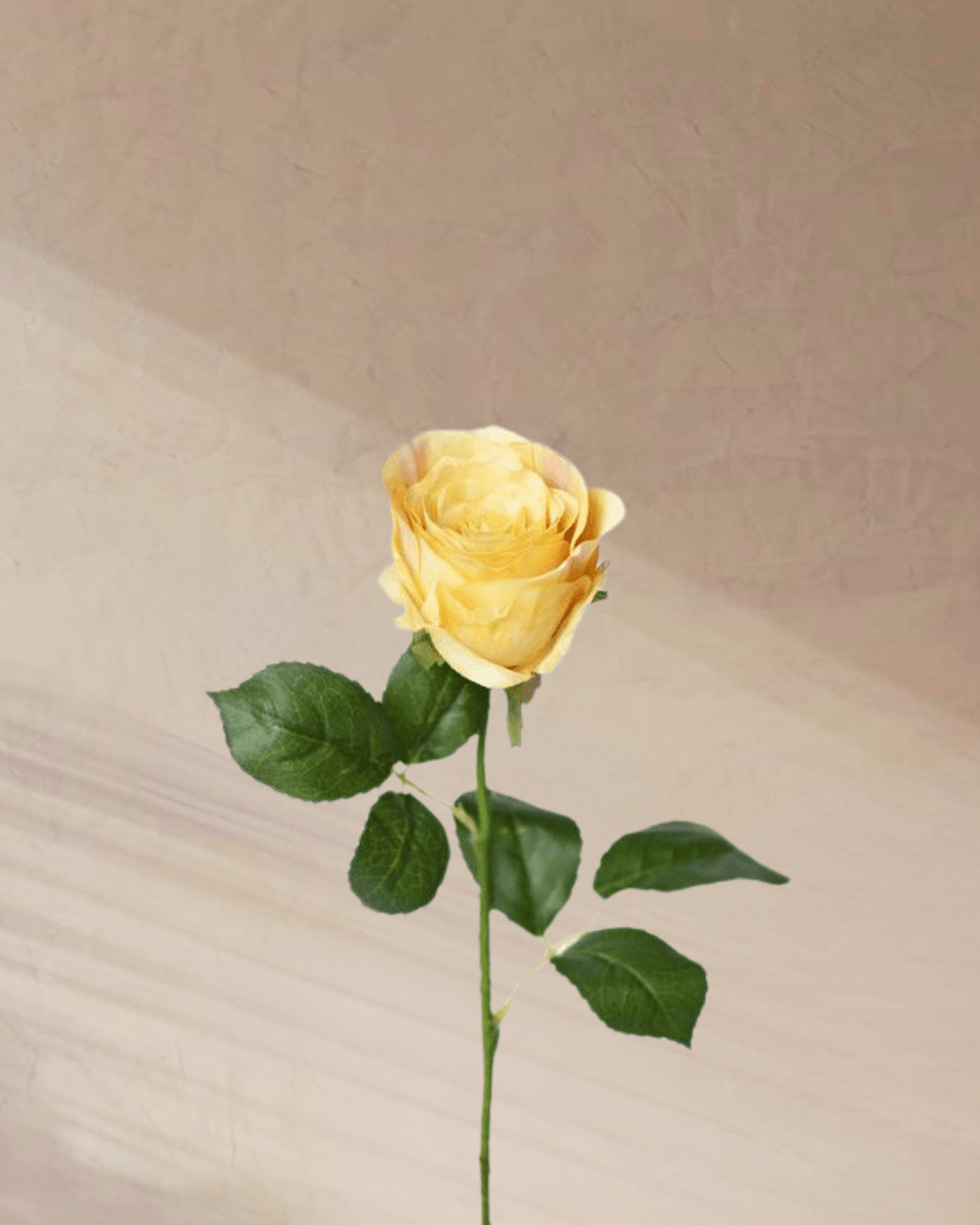 Petite Rouge - tanella flowers 