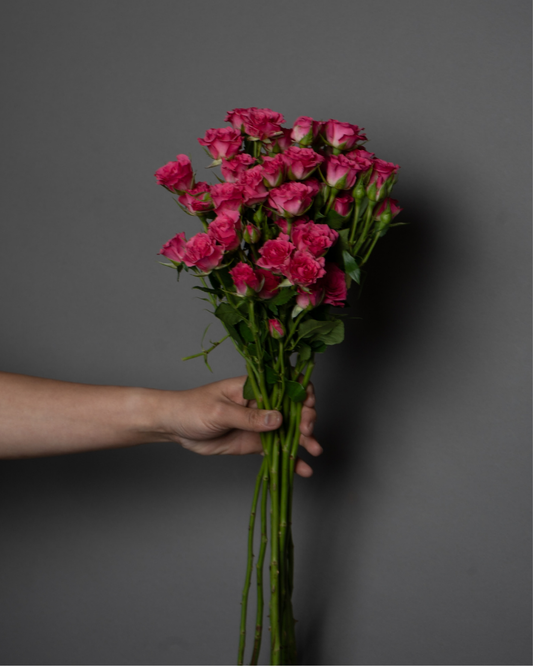 Spray Rose Lianne Dark Pink - tanella flowers 