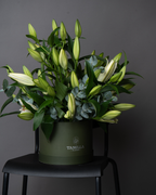 Matcha Honey - tanella flowers 