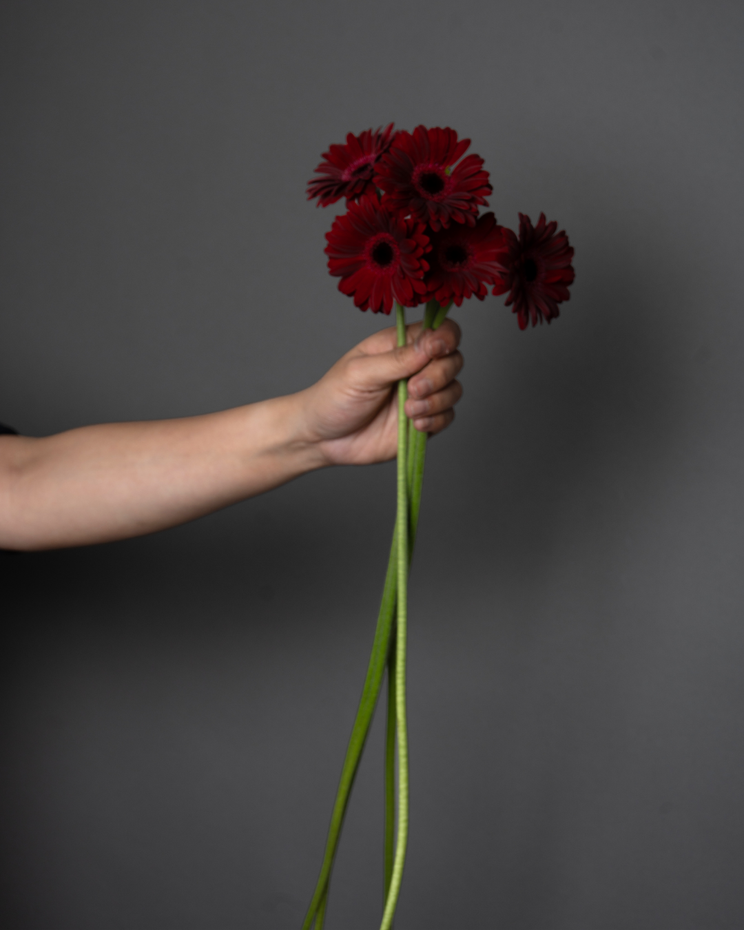 Germini Suri \ Impact  Marroonn - tanella flowers 