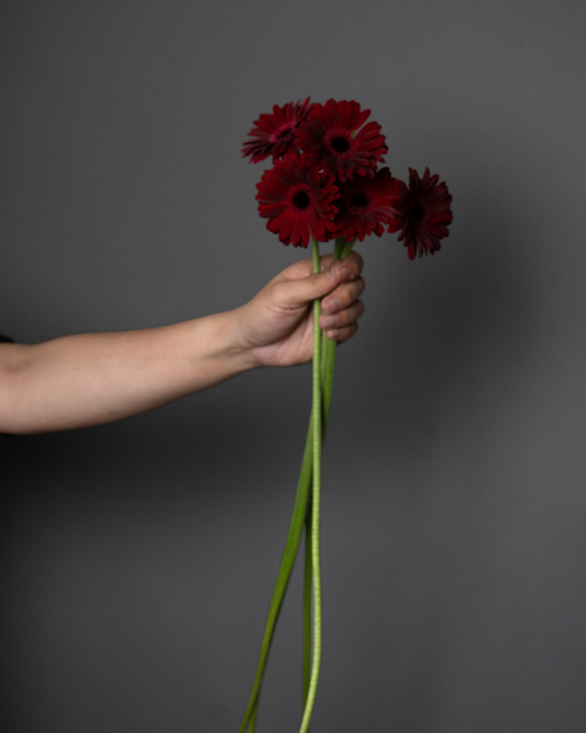 Germini Suri \ Impact  Marroonn - tanella flowers 