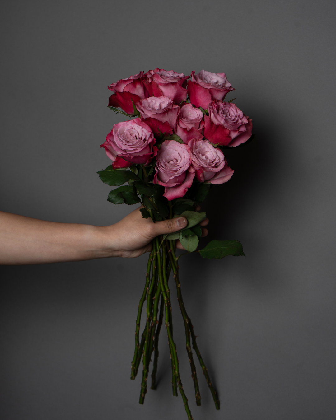 Rose Pink Gradient - tanella flowers 