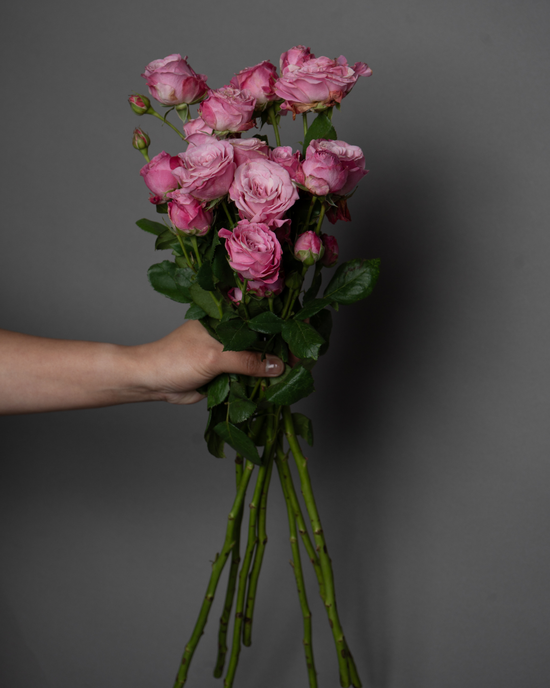Spray Rose Bombastic Madam Pink - tanella flowers 