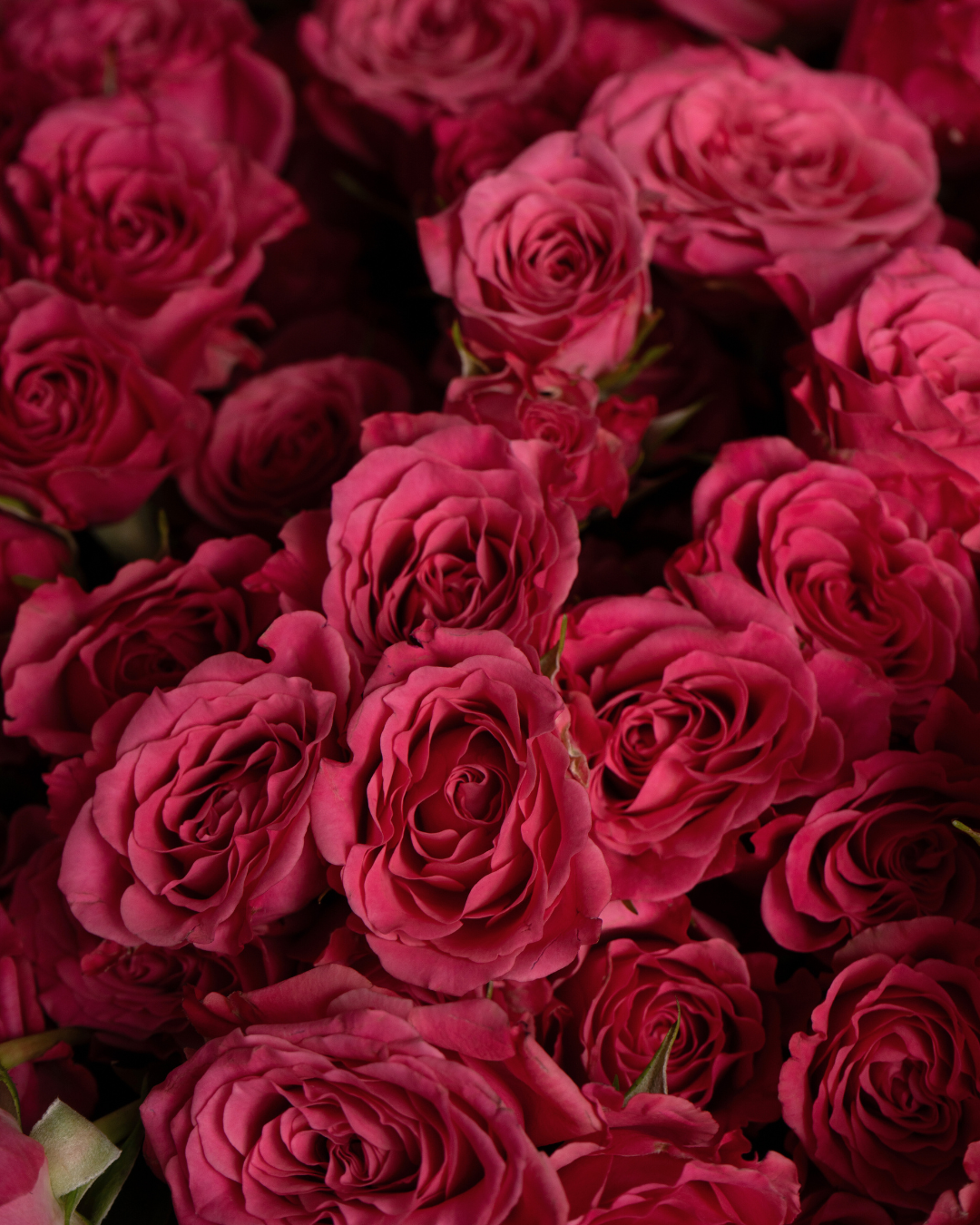 Magenta - tanella flowers 