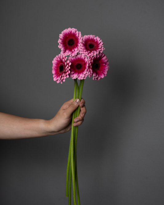 Germini Kiki - tanella flowers 
