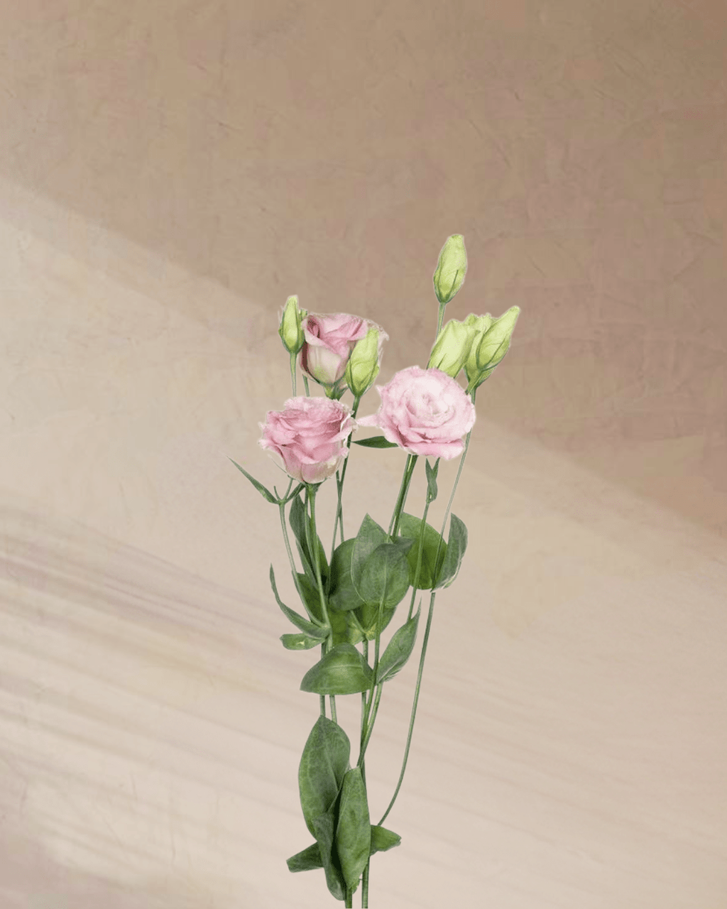 ‎Sugar Plum Dreams - tanella flowers 